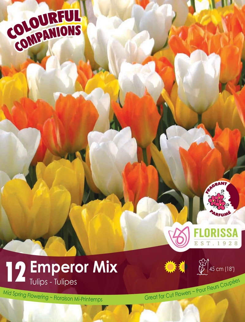 Harmonie florale Emperor Tulip Mix ( Tulipa spp.)