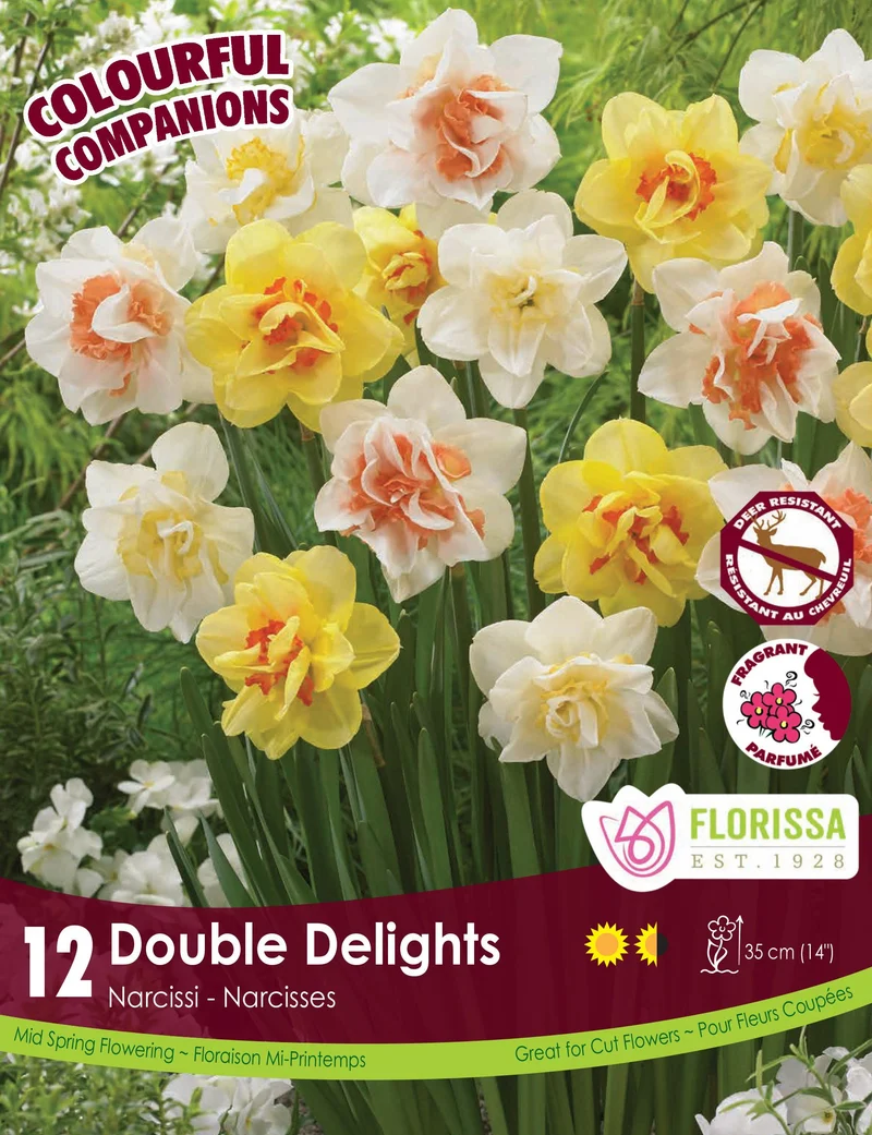 Harmonie Florale ‘Double Delights’ ( Narcissus spp.)