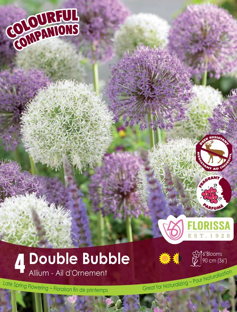 Harmonie florale Double Bubble ( Allium spp.)