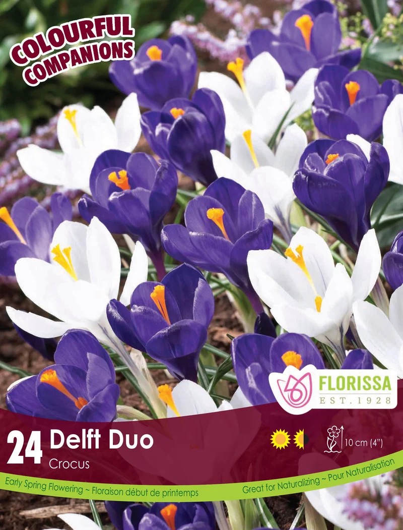 Harmonie Florale ‘Delft Duo’ ( Crocus spp.)