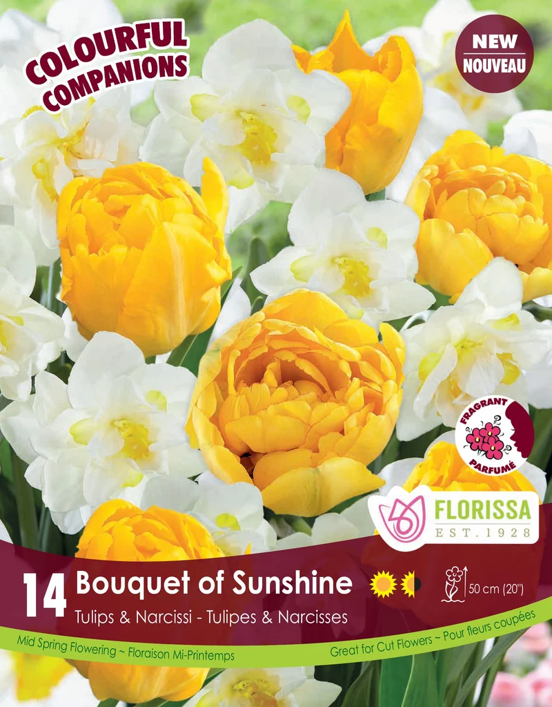 Harmonie Florale ‘Bouquet of Sunshine’ ( Tulipa et Narcissus )
