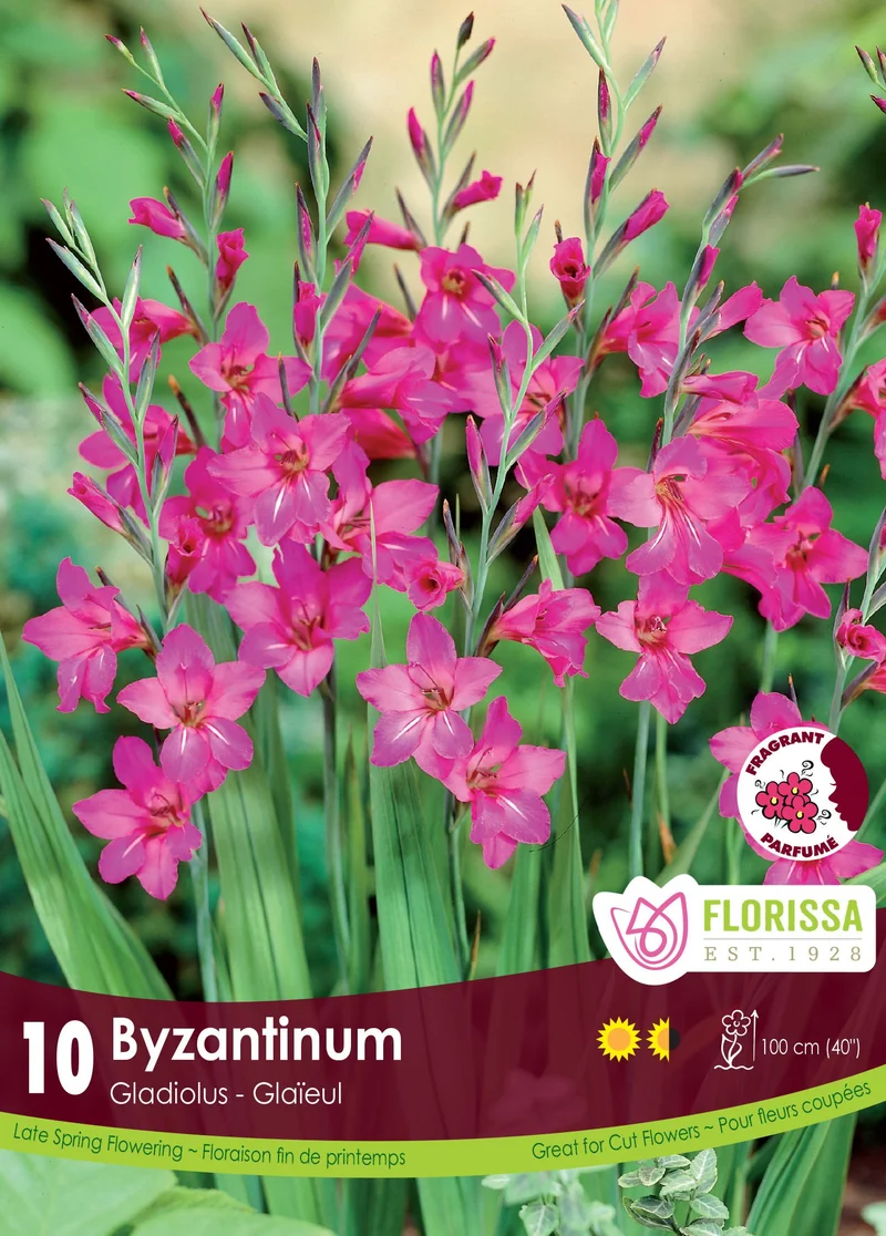 Glaïeul byzantin ( Gladiolus × byzantinus )