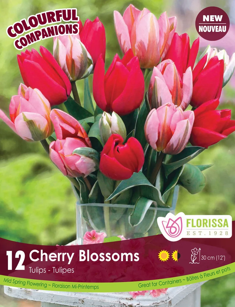 Harmonie Florale ‘Cherry Blossoms’ ( Tulipa spp.)
