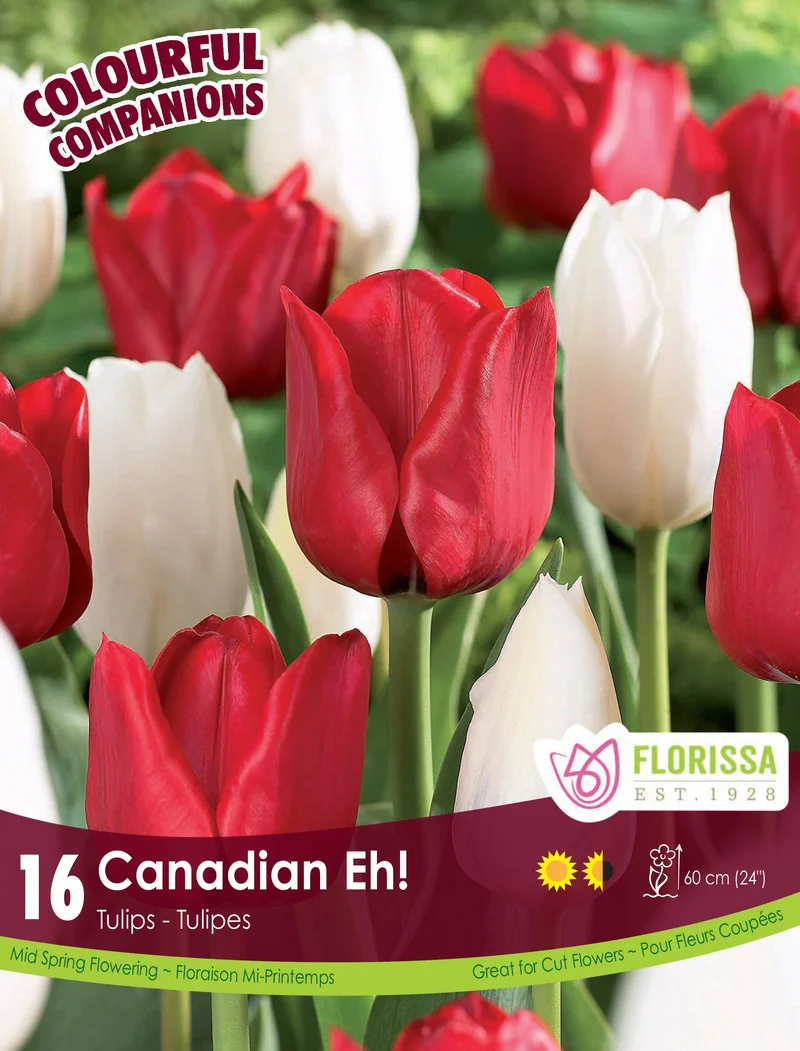 Harmonie Florale ‘Canadian Eh!’ ( Tulipa spp.)
