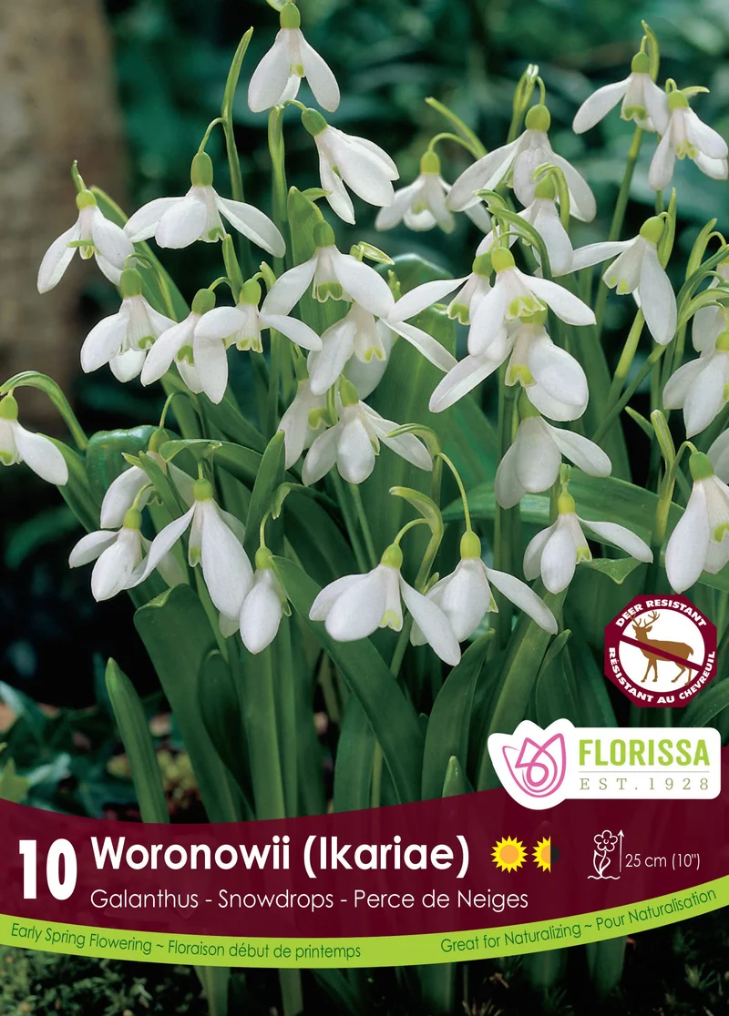 Perce-neige géant ( Galanthus woronowii )