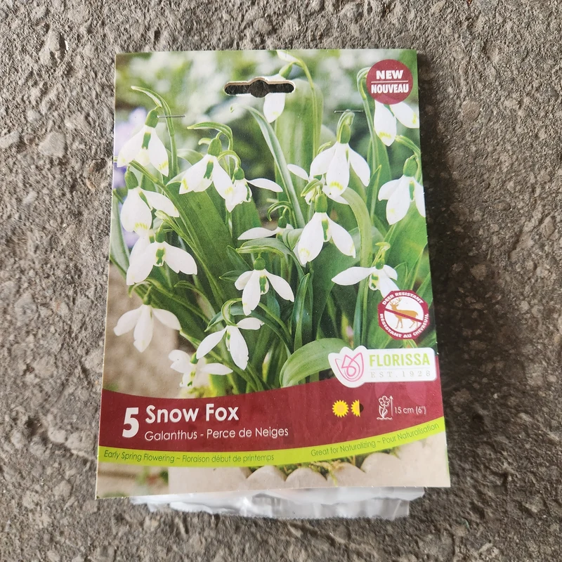 Perce-neige Snow Fox ( Galanthus ‘Snow Fox’)