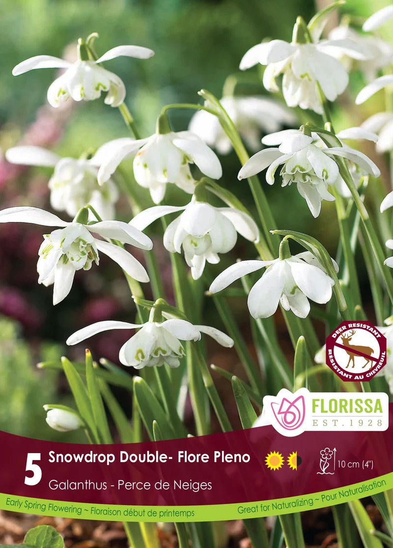 Perce-neige double ( Galanthus nivalis ‘Flore Pleno’)