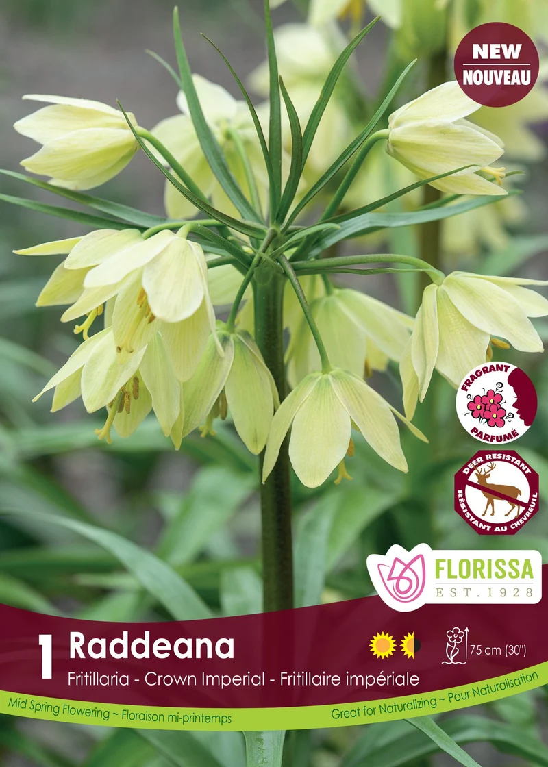 Fritillaria raddeana ( Fritillaria )