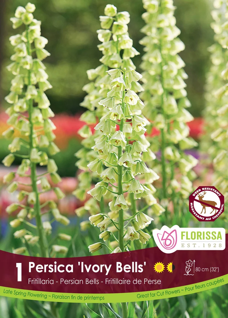 Fritillaria persica ‘Ivory Bells’ ( Fritillaria )