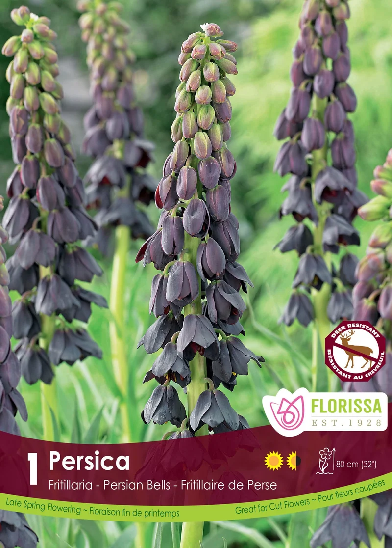Fritillaria persica ( Fritillaria )