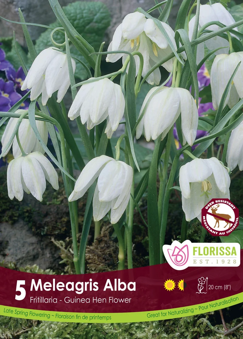Fritillaire pintade blanche ( Fritillaria meleagris ‘Alba’)