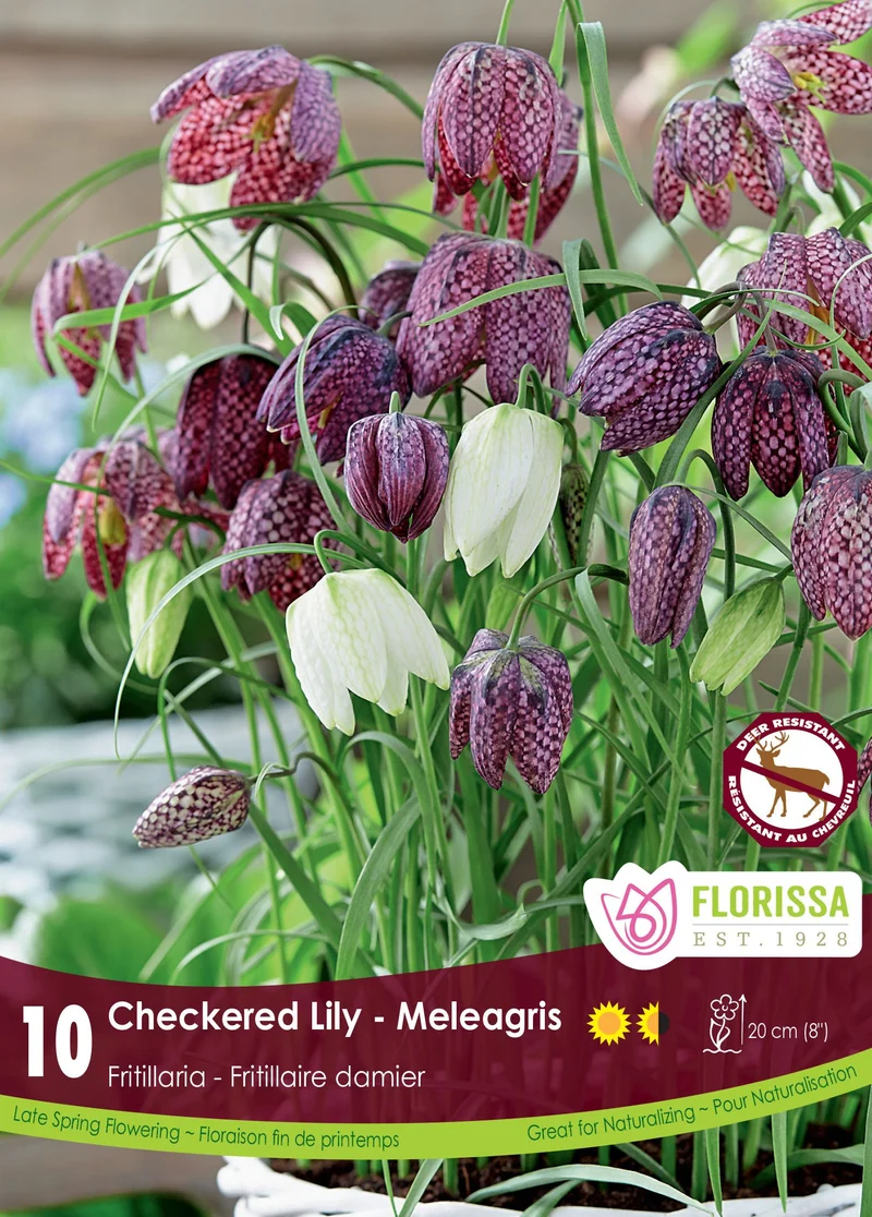Fritillaire pintade ( Fritillaria meleagris )