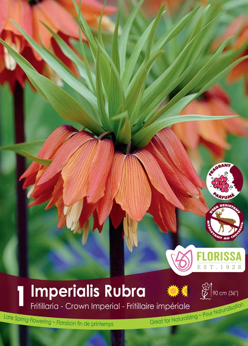 Fritillaire impériale ‘Rubra’ ( Fritillaria imperialis )