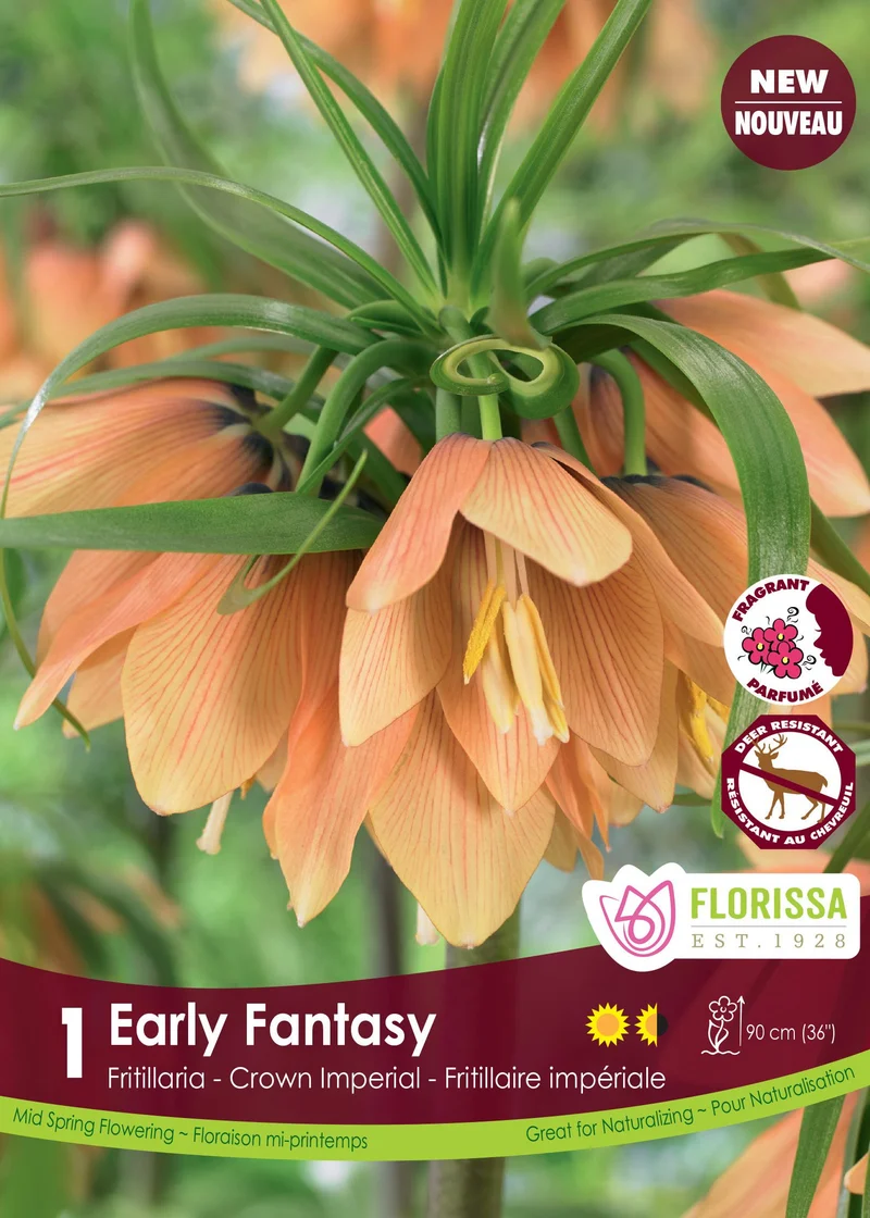 Fritillaire abricot ‘Early Fantasy’ ( Fritillaria )