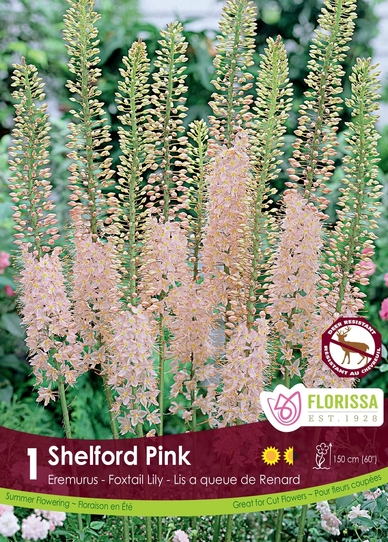 Éremurus ‘Pink’ ( Eremurus )