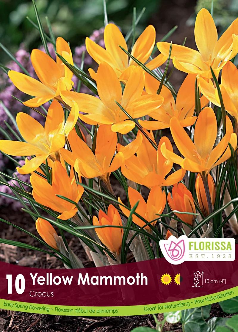 Crocus ‘Yellow Mammoth’ ( Crocus vernus )
