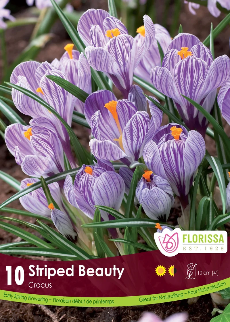 Crocus ‘Striped Beauty’ ( Crocus vernus )