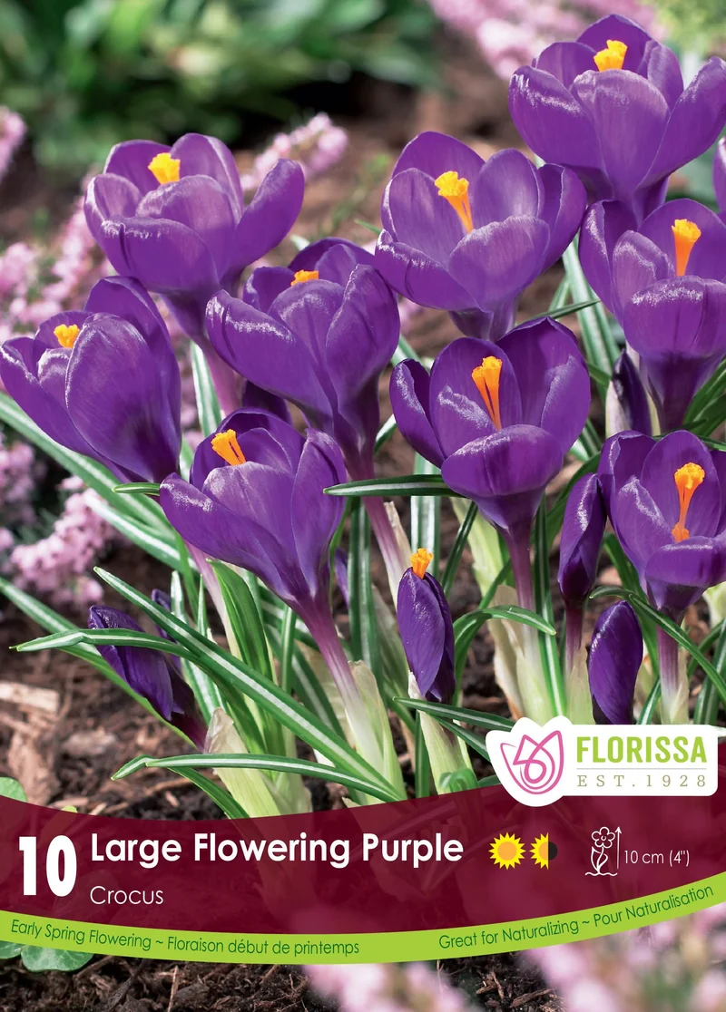 Crocus ‘Purple’ ( Crocus vernus )