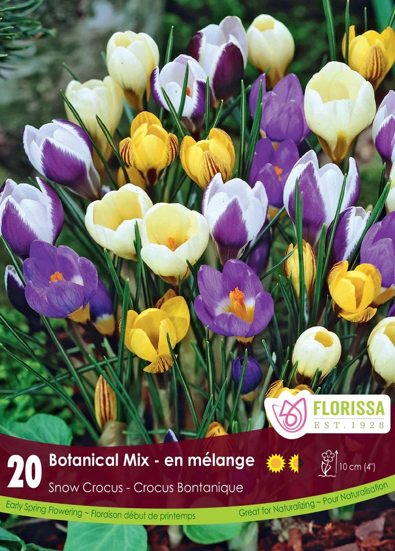 Crocus ‘Mixed Colours’ ( Crocus vernus )
