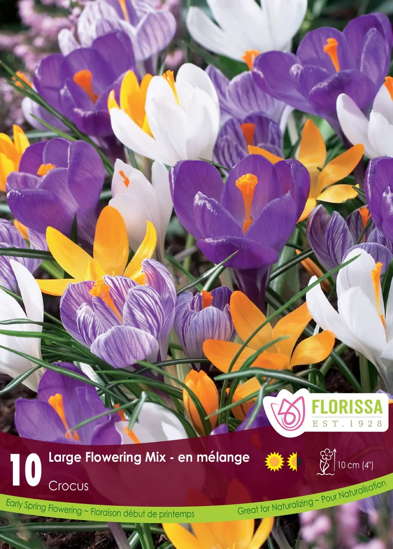 Mélange de crocus grandiflora ( Crocus vernus )