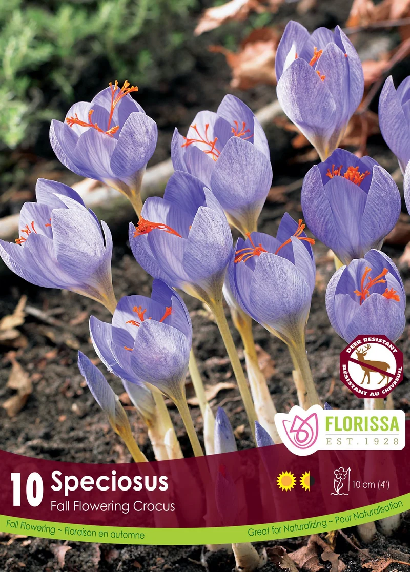 Crocus de Bieberstein ( Crocus speciosus )