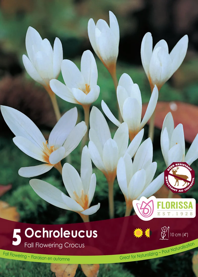 Crocus couleur paille ( Crocus ochroleucus )