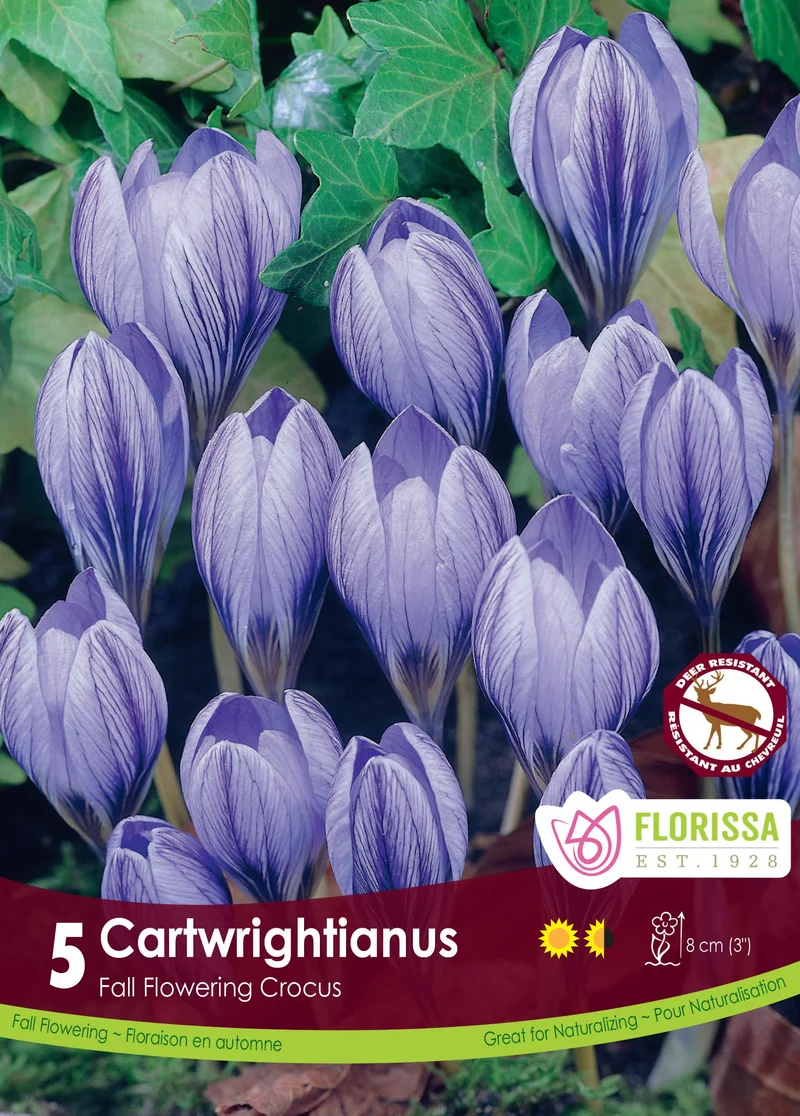 Crocus de Cartwright ( Crocus cartwrightianus )