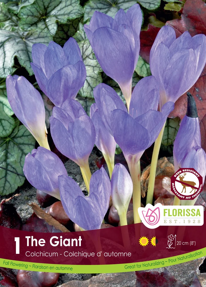 Colchicum ‘The Giant’ ( Colchicum )