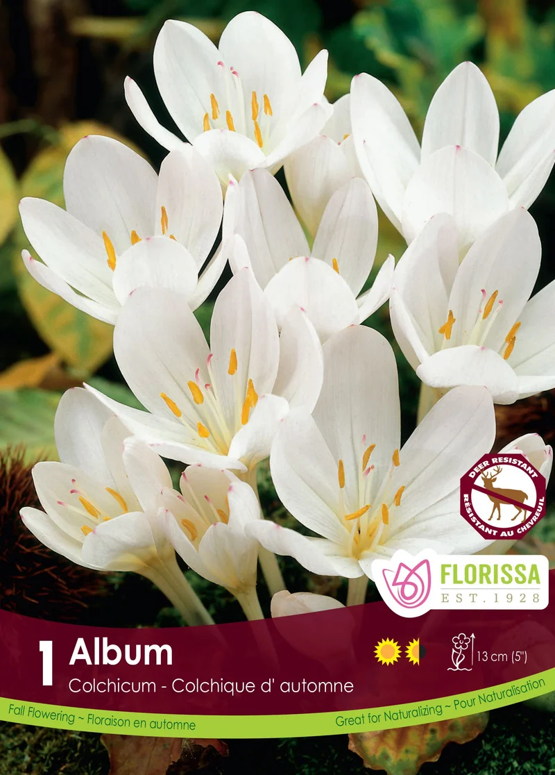 Colchicum autumnale ‘Album’ ( Colchicum )
