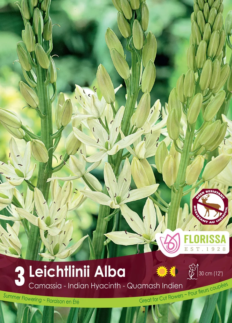 Camassia blanc ( Camassia leichtlinii ‘Alba’)