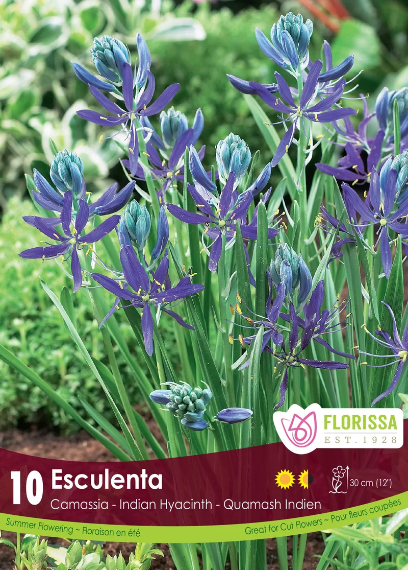 Camassia quamash ( Camassia quamash )