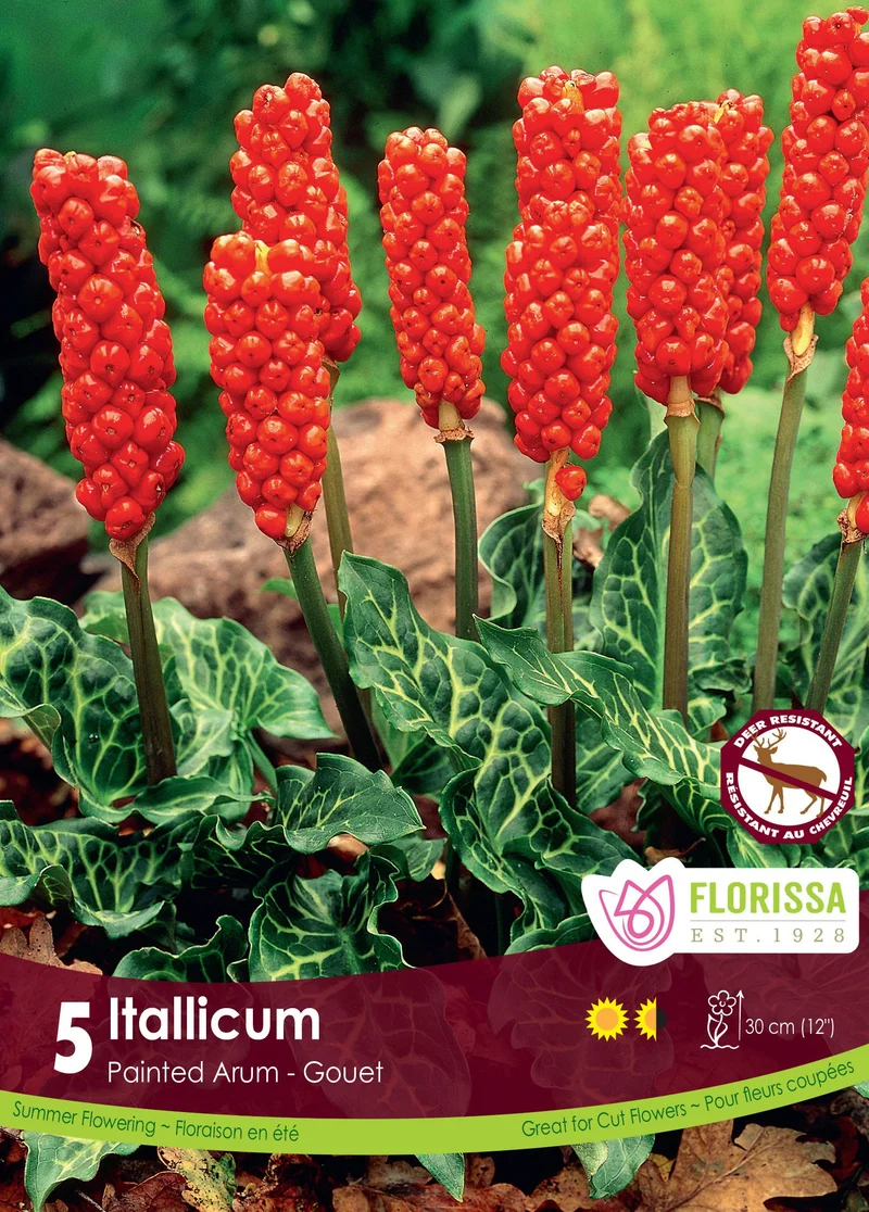 Arum d’Italie ( Arum italicum )
