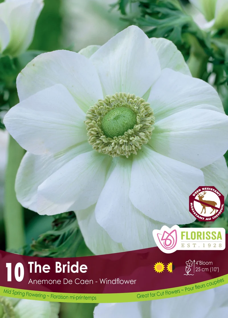 Anémone ‘The Bride’ ( Anemone coronaria )