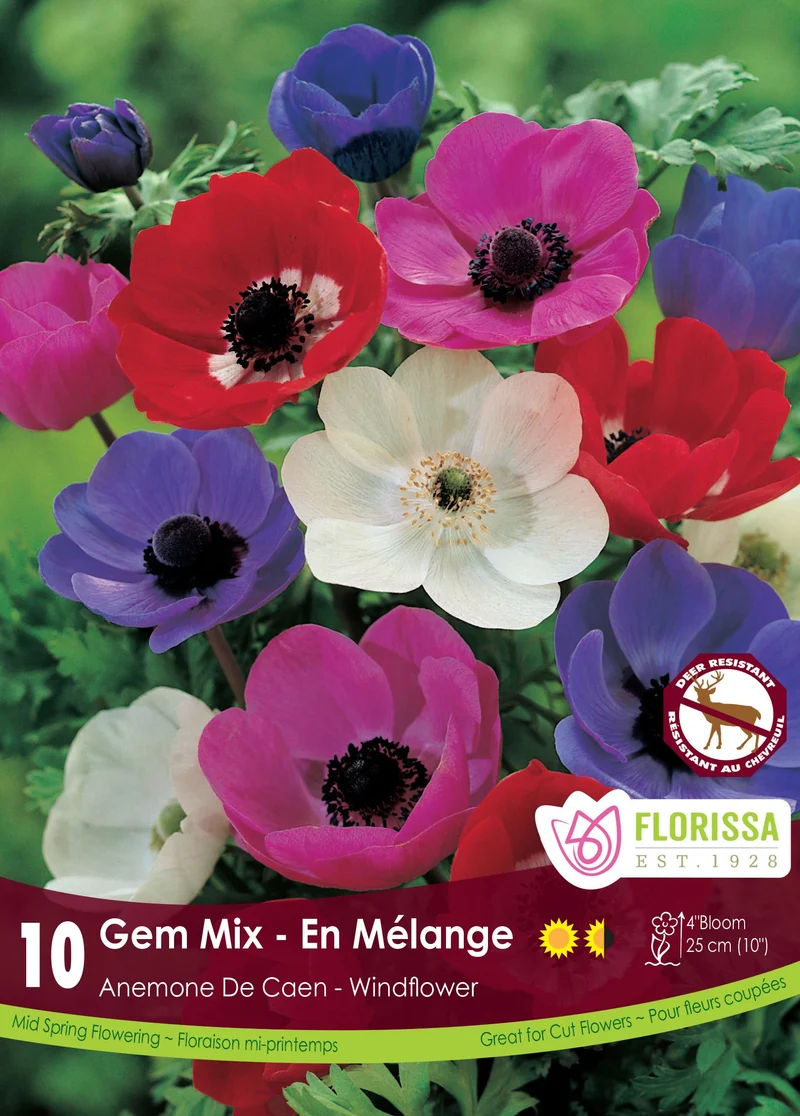 Anémone ‘De Caen Mixed’ ( Anemone coronaria De Caen Mixed)
