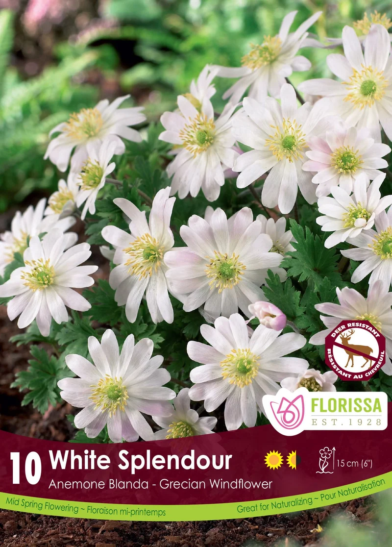 Anémone Blanda White Splendour ( Anemone blanda ‘White Splendour’)