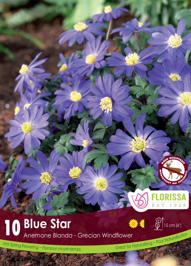 Anémone blanda ‘Blue Star’ ( Anemone blanda )