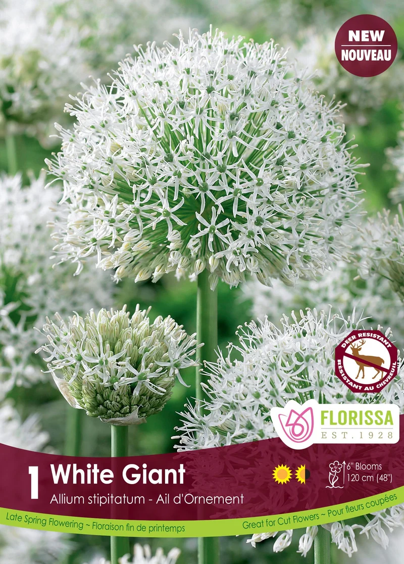 Ail ornemental ‘White Giant’ ( Allium stipitatum )