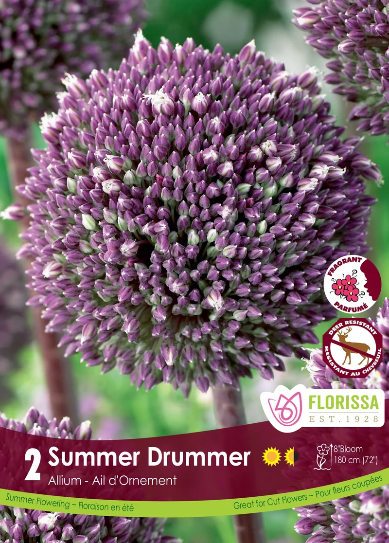 Ail ornemental ‘Summer Drummer’ ( Allium )
