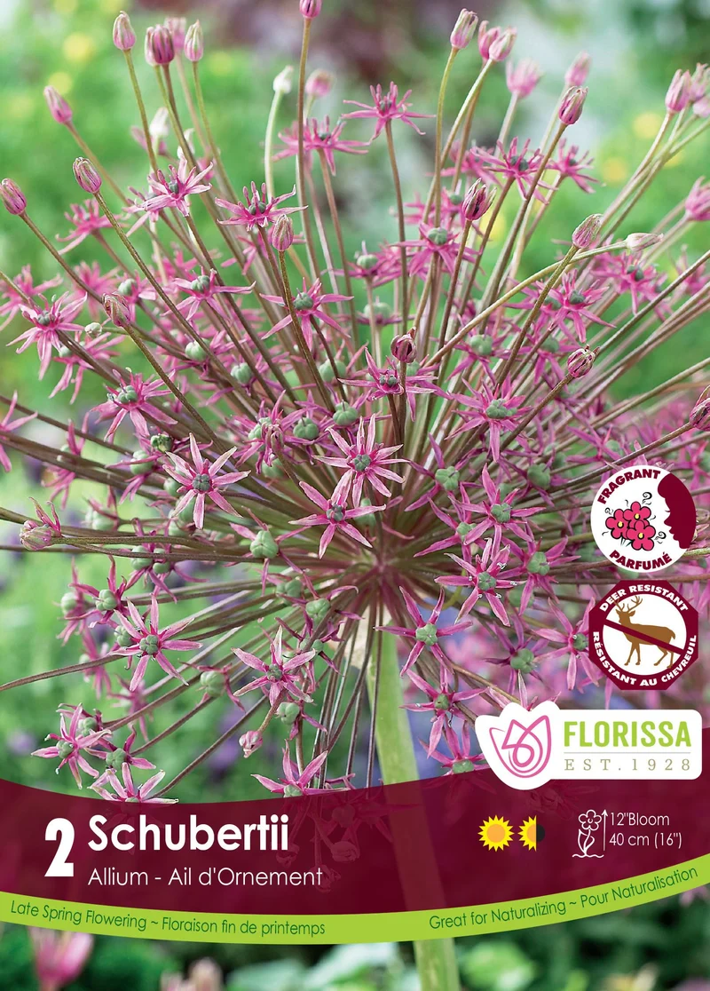 Ail ornemental Schubert ( Allium schubertii )