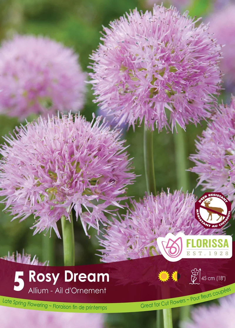 Ail ornemental ‘Rosy Dream’ ( Allium carolinianum )