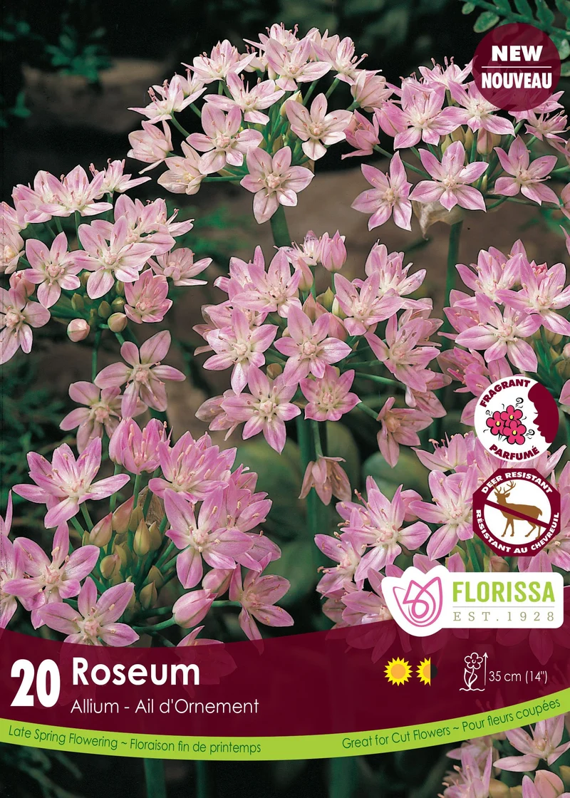 Ail rosé ( Allium roseum )
