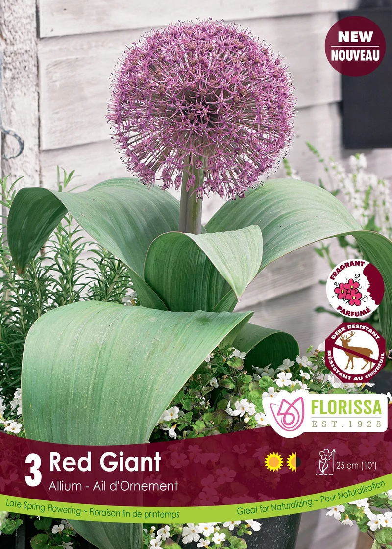 Ail ornemental ‘Red Giant’ ( Allium karataviense )