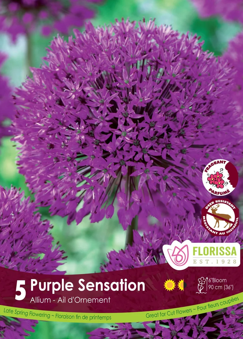 Ail ornemental ‘Purple Sensation’ ( Allium hollandicum )