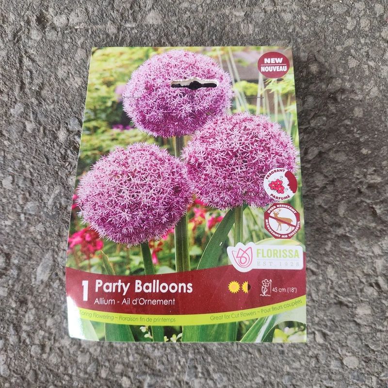 Ail ornemental ‘Party Balloons’ ( Allium )