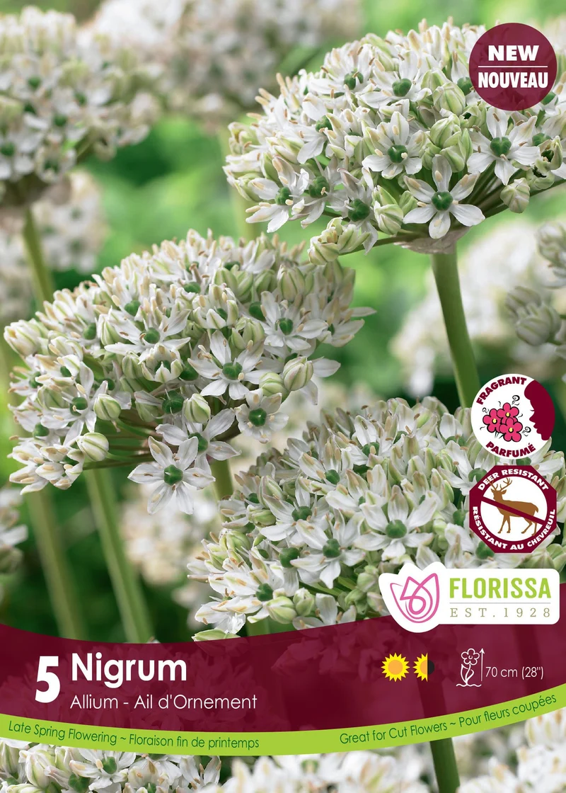 Ail ornemental nigrum ( Allium nigrum )