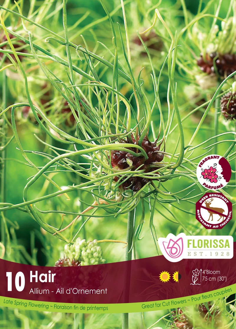 Ail ornemental ‘Hair’ ( Allium vineale )
