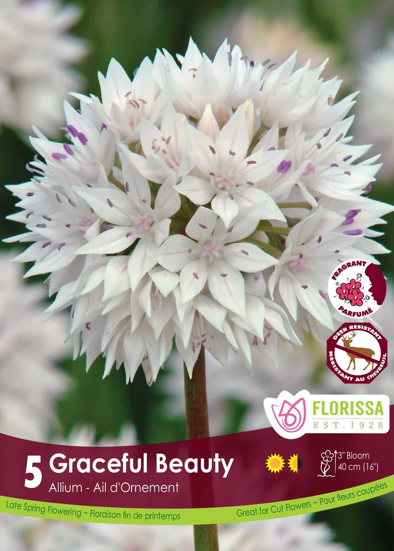 Ail ornemental ‘Graceful Beauty’ ( Allium amplectens )