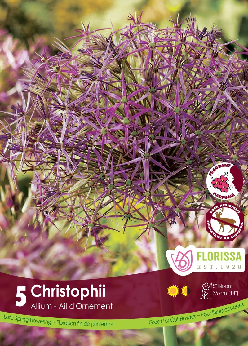 Étoile de Perse ( Allium cristophii )