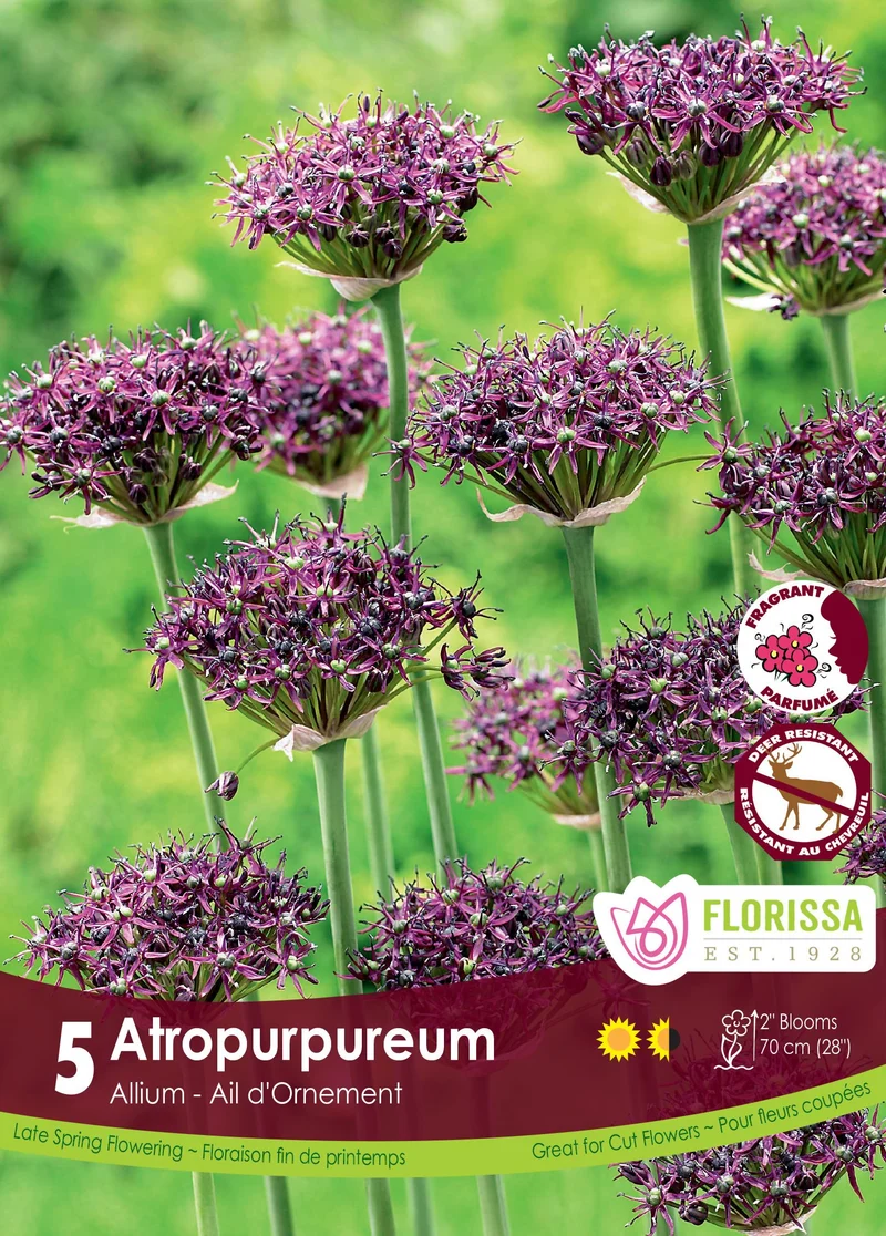 Ail ornemental pourpre foncé ( Allium atropurpureum )