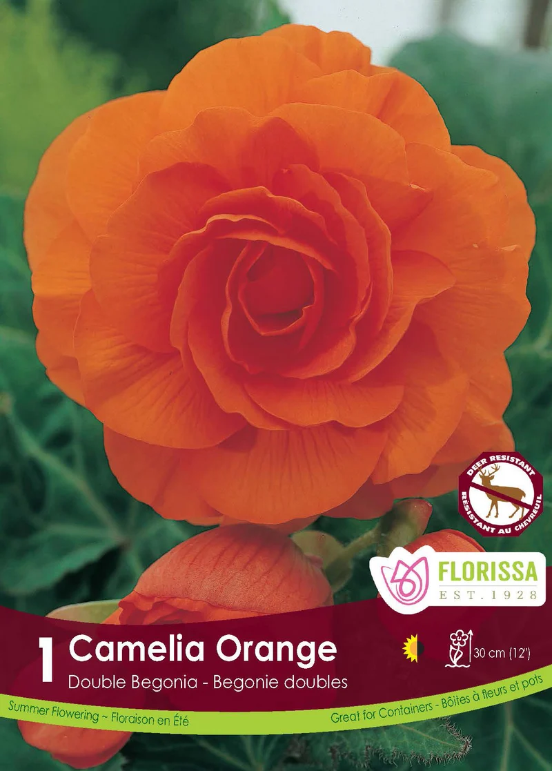 Bégonia Double Camelia Orange ( Begonia × tuberhybrida ‘Orange’)